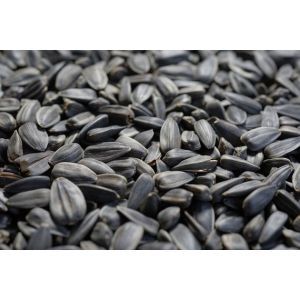 Putniem saulespuķu sēklas melnās 5 kg