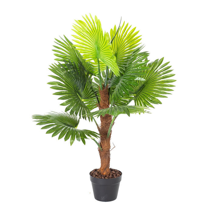 Zaļš augs FAN PALM, H100cm 86924