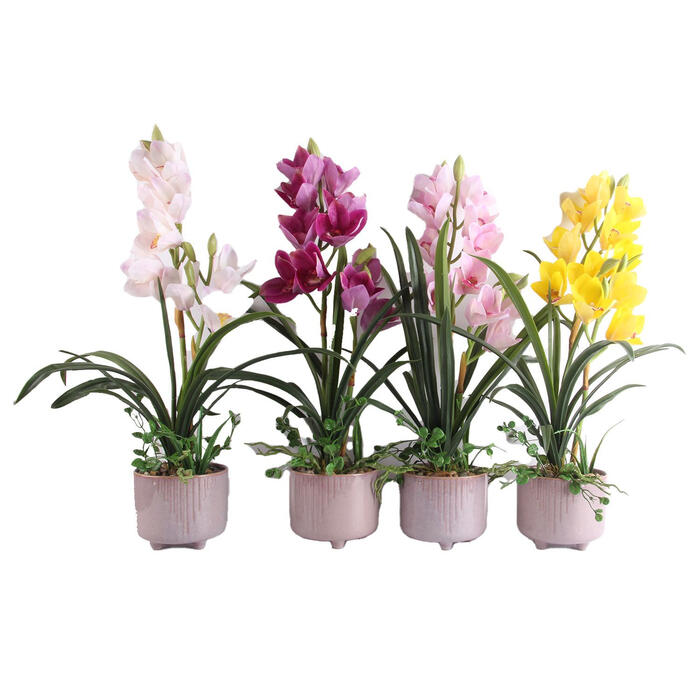 HOME4YOU Orhideja GARDEN QUEEN H70cm, tumši
