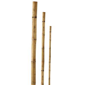 BESK Mietiņš bambusa 150cm 1gb (4750959055779)