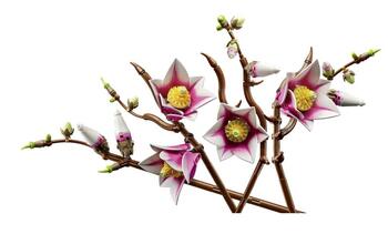 LEGO 11510 Botanicals Magnolia Branches Конструктор (11510)