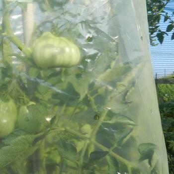 MR. TOMATO 0,60 x 10m, Защитная трубчатая пленка для выращивания томатов 1A130292 (1A130292)