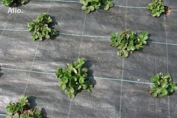 Agrotekstils PP 100 g/m2; 1.05x25m (26.25 m2); (3904265)
