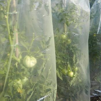 MR. TOMATO 0,60 x 10m, Защитная трубчатая пленка для выращивания томатов 1A130292 (1A130292)