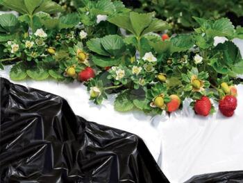 BLACK & WHITE COVER 1.40x10 m 1A150331 (1A150331)
