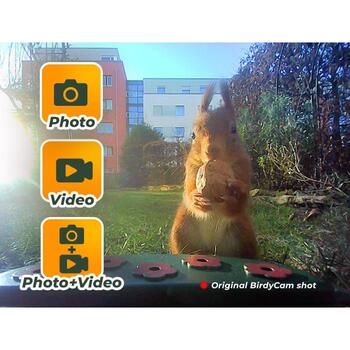 Easypix BirdyCam 10123, охотничья камера, 3м, 0.8с, 1080p, 12МП, 1.44