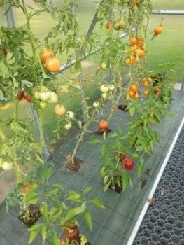 Agrotekstils PP 100 g/m2; 1.05x25m (26.25 m2); (3904265)